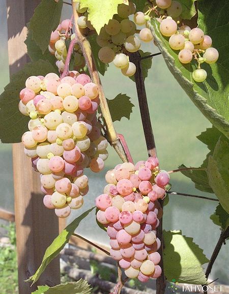 Vitis vinifera 'Somerset Seedless', aitoviiniköynnös
